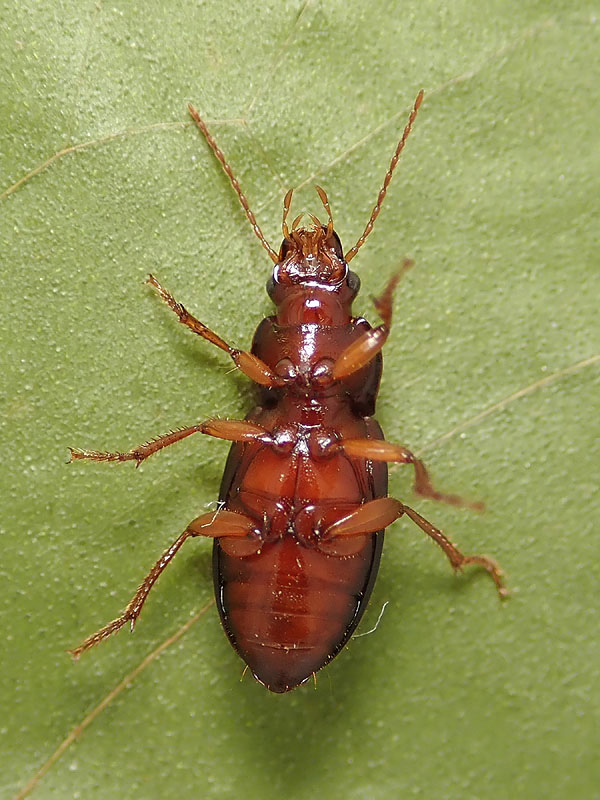 Carabidae: Ophonus cfr. puncticeps